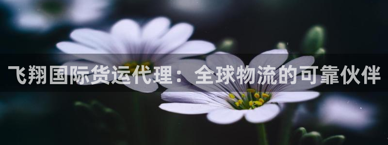 尊龙官方网站首页：飞翔国际货运代理：全球物流的可靠伙伴
