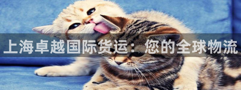 尊龙人生就是博送38：上海卓越国际货运：您的全球物流